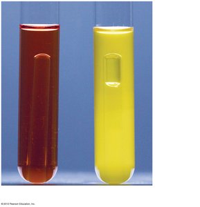 Carbohydrate fermentation with Durham tube