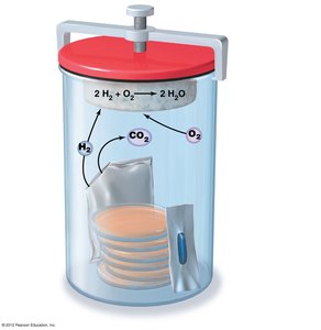 Anaerobic culture system