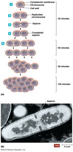 Binary fission process