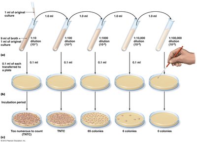 Serial dilution and plate count