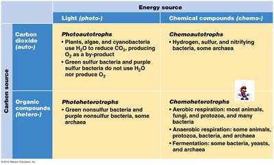 Table of microbial energy and carbon sources