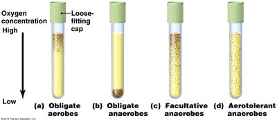 Oxygen requirements in test tubes