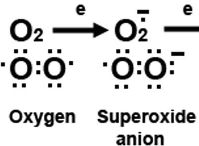Formation of superoxide anion from oxygen