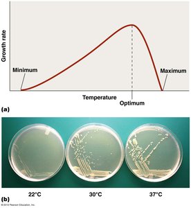 Microbial growth rate vs temperature
