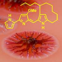 Bacterial colony with chemical structure overlay, representing new antibiotic discovery