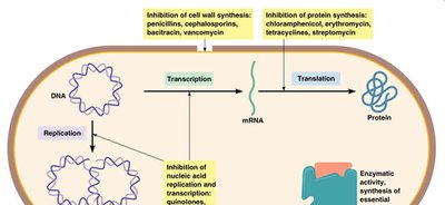 Diagram of antimicrobial drug targets in a bacterial cell