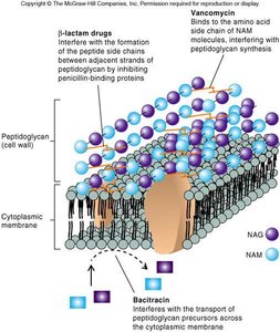 Diagram of peptidoglycan synthesis and inhibition by antibiotics