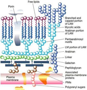 Diagram of mycobacterial cell wall structure
