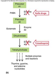 Diagram of folic acid synthesis pathway and drug inhibition points