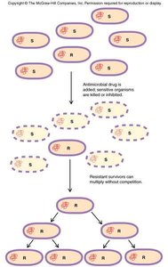 Diagram showing selection and spread of resistant bacteria
