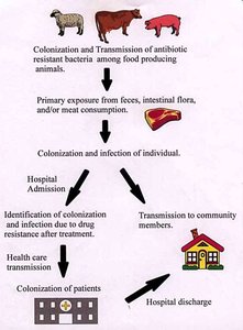 Diagram of antibiotic resistance transmission from animals to humans