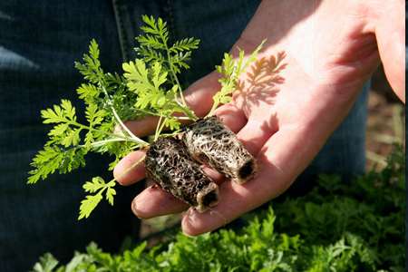 Artemisia plant (source of antimalarial drugs)