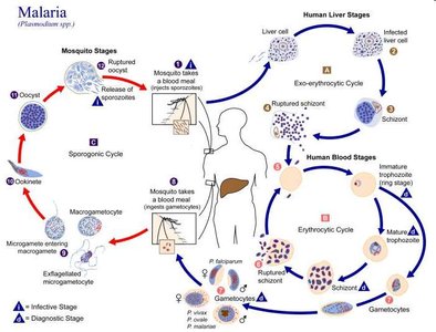Plasmodium life cycle diagram