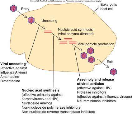 Diagram of antiviral drug targets in a host cell