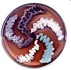 Streptomyces colonies on agar plate