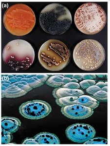 Diverse Streptomyces colonies and secondary metabolites