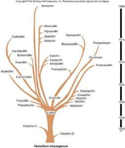 Evolutionary tree of penicillin derivatives