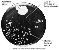 Penicillium on agar plate showing inhibition of bacterial growth
