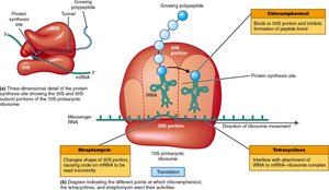 Inhibition of protein synthesis by antibiotics