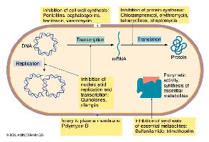 Summary of antibiotic inhibition targets