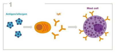 Sensitization stage in Type I hypersensitivity