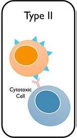 Type II hypersensitivity mechanism