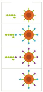 Blood type antigens