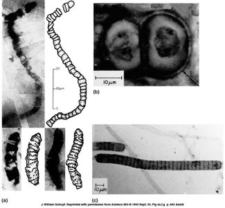 Fossilized microbial colonies and comparison with modern cyanobacteria