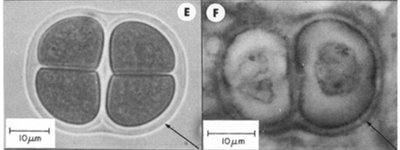 Comparison of living cyanobacteria with bacterial fossils