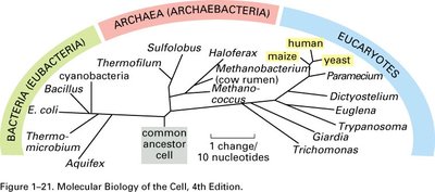Three domains of life diagram