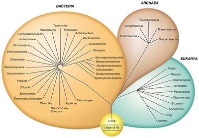 Comparison of prokaryotic and eukaryotic cells