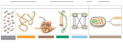 Stages of prebiotic chemistry to cellular life