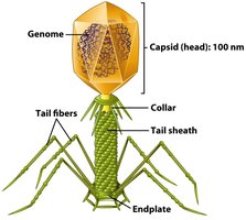 Diagram of a bacteriophage