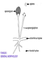Diagram of fungal general morphology showing sporangium, sporangiophore, stoloniferous hyphae, and rhizoidal hyphae