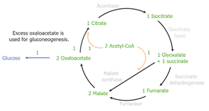 Diagram of the glyoxylate cycle showing bypass of decarboxylation steps and conversion of acetate to oxaloacetate