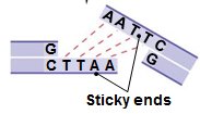 Sticky ends produced by restriction enzyme