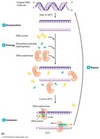 PCR cycle steps