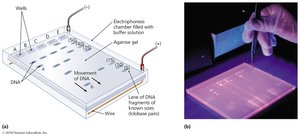 Gel electrophoresis setup and results