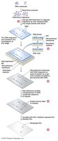 Southern blot technique