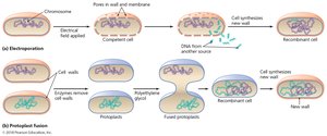 Electroporation and protoplast fusion
