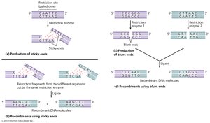 Actions of representative restriction enzymes