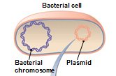 Bacterial cell with plasmid and chromosome