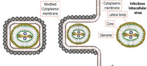 Diagram of extracellular and intracellular states of a virus
