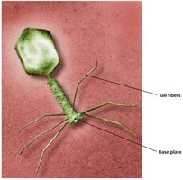Complex bacteriophage structure