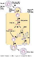 Viral envelope with spikes