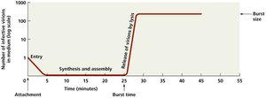 Burst size graph for lytic cycle
