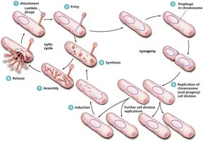 Lysogenic replication cycle of bacteriophage