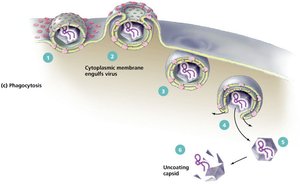 Summary of entry and uncoating mechanisms
