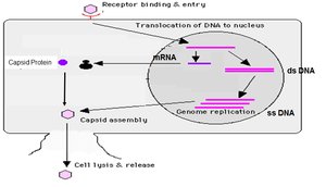Synthesis of ssDNA animal viruses (detailed)
