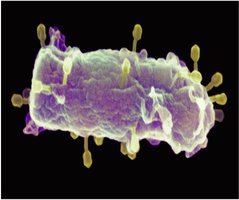Bacteriophage infecting a bacterial cell